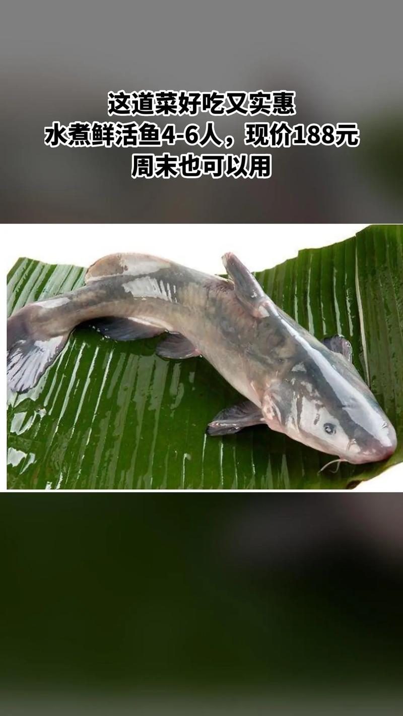 探秘湘菜衡阳活水鱼,活水鱼做法窍门大介绍(湘菜衡阳活水鱼做法窍门) 探秘湘菜衡阳活水鱼,活水鱼做法窍门大介绍(湘菜衡阳活水鱼做法窍门) 饮食拾萃