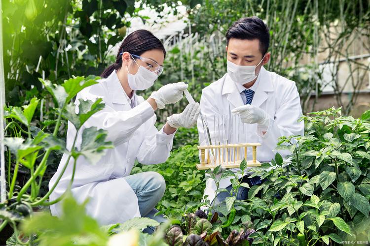 艾叶美容新篇章,传统草药与现代科技融合的护肤之旅 艾叶美容新篇章,传统草药与现代科技融合的护肤之旅 饮食拾萃